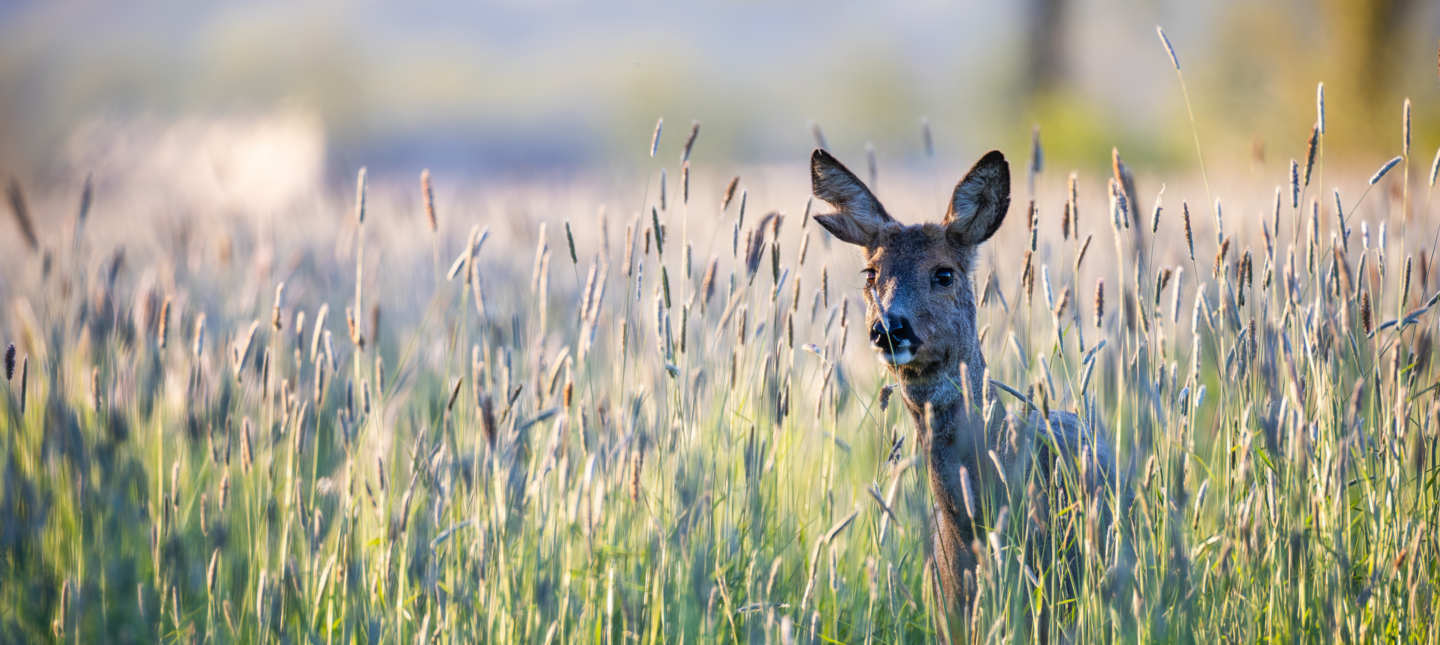 Ree in graanveld scherp