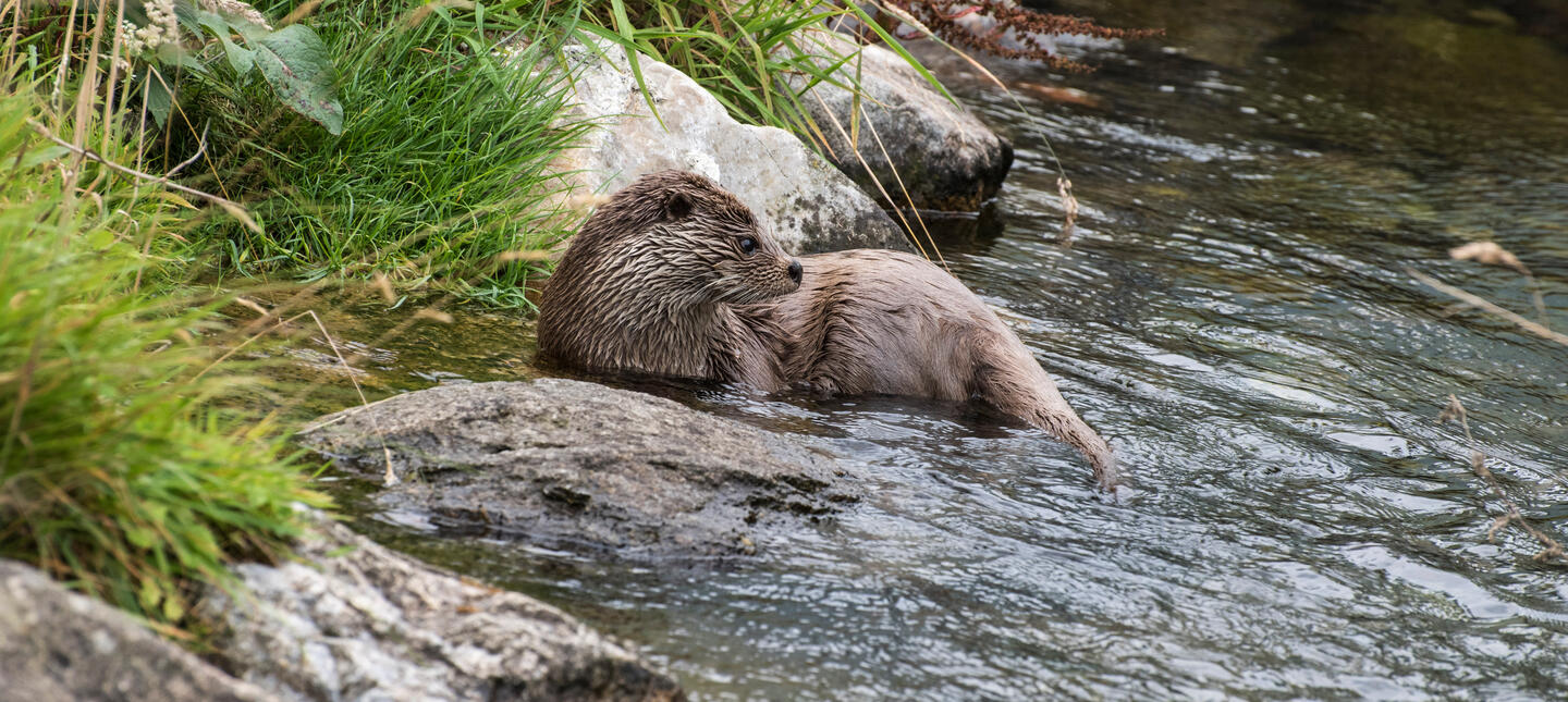 Otter aan de oever