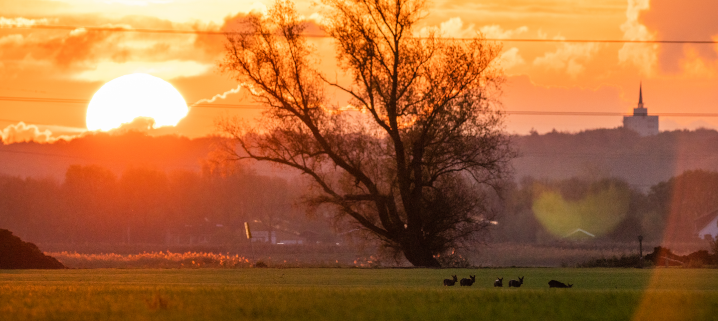 Ree in cultuurlandschap 2 gespiegeld
