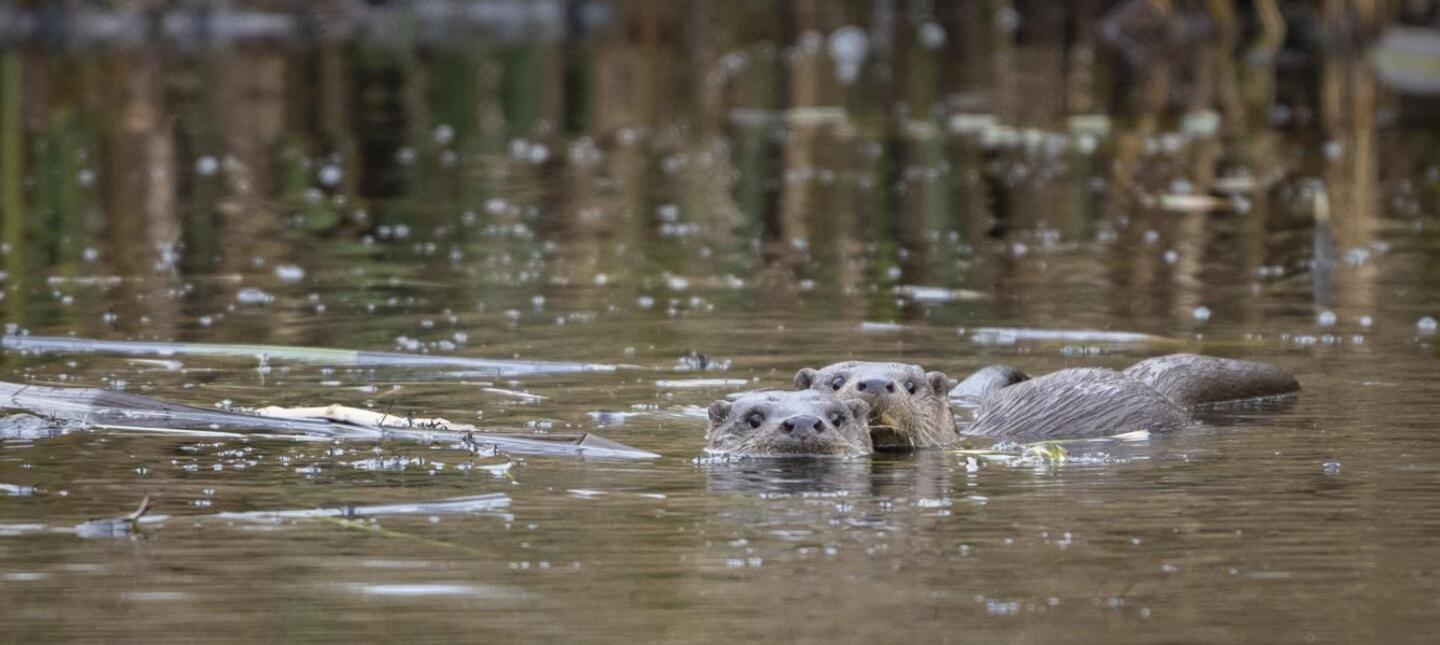 Otters in de Wieden