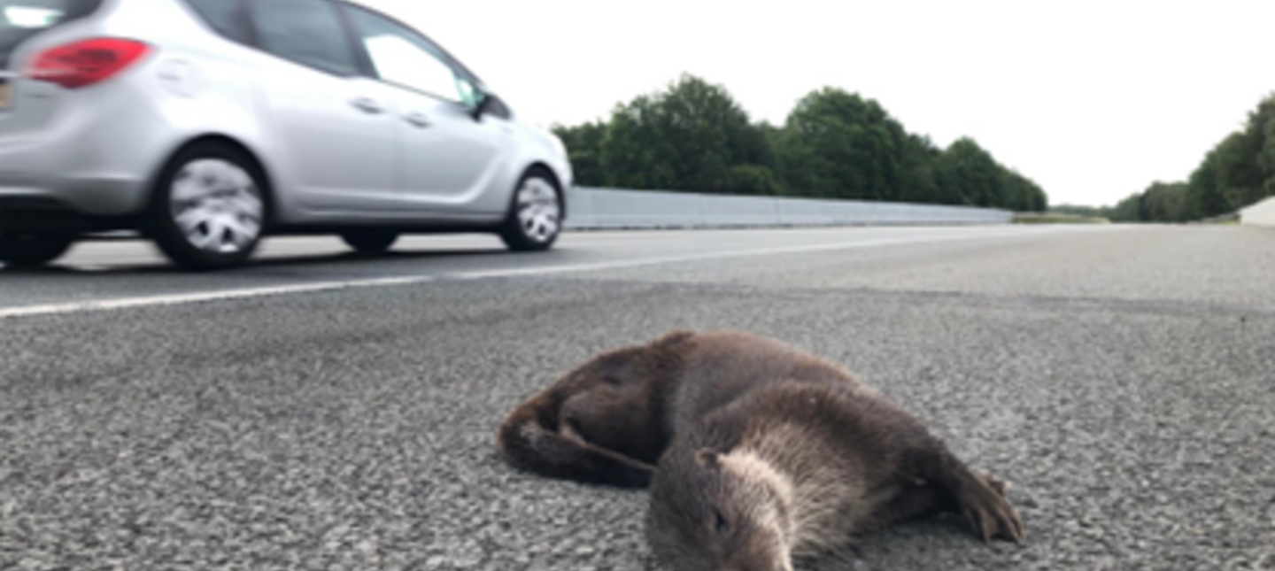 Aangereden otter