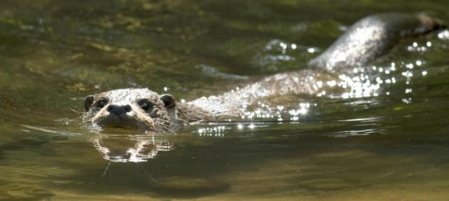 Otter 