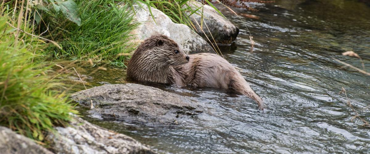 Otter aan de oever