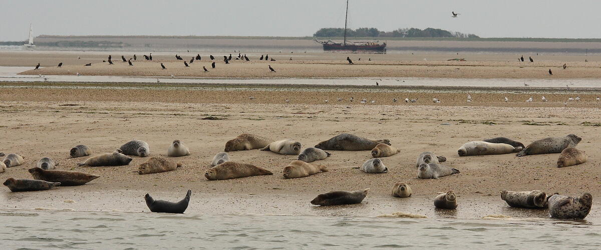 Gewone zeehond