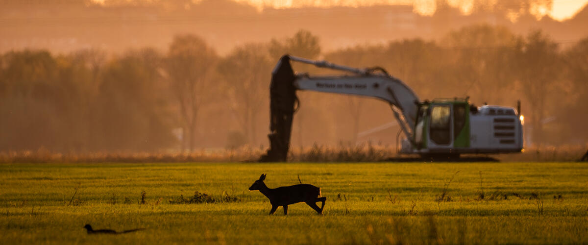 Ree in cultuurlandschap 1