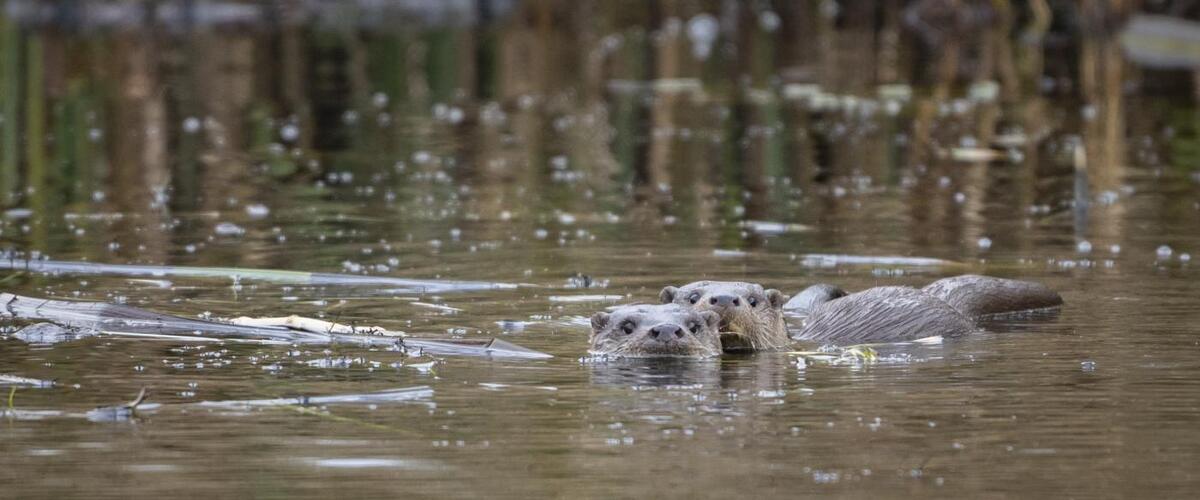 Otters in de Wieden