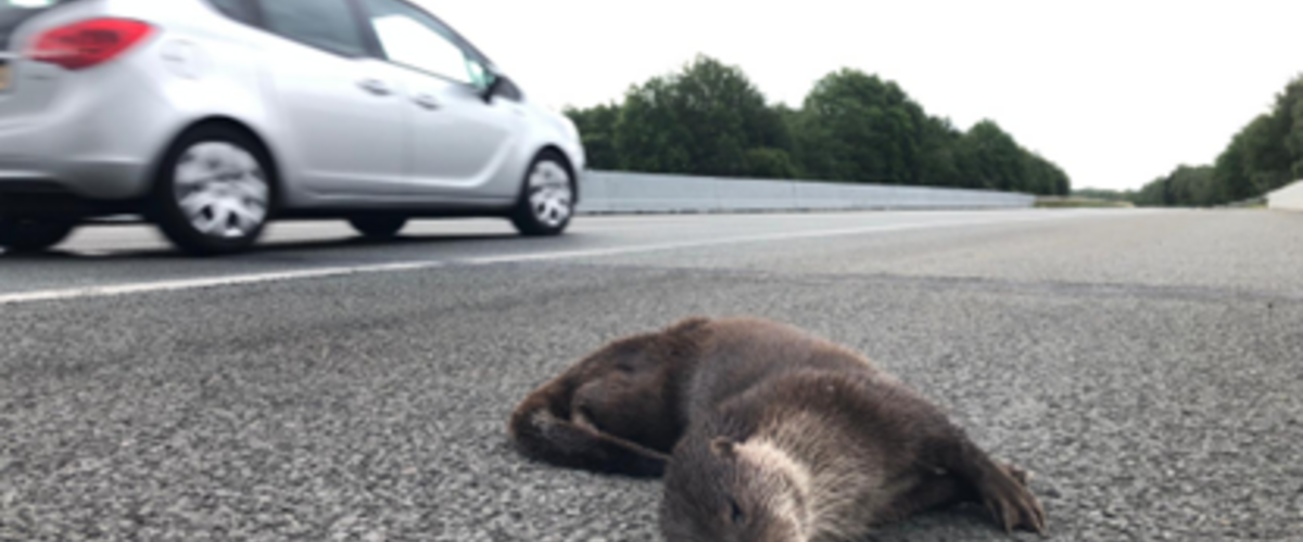 Aangereden otter