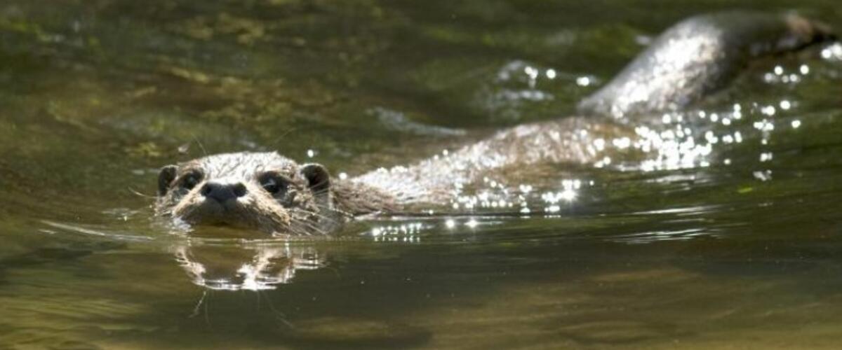 Otter 