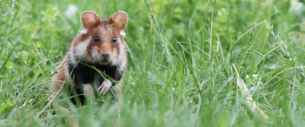 Europese hamster