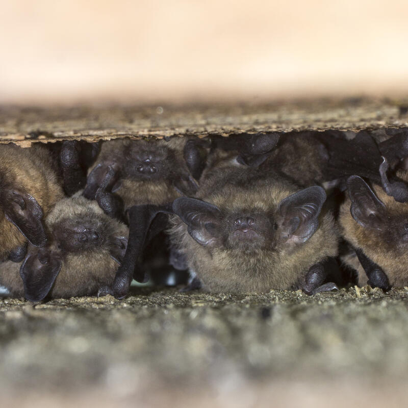 Gewone dwergvleermuizen in spouwmuur