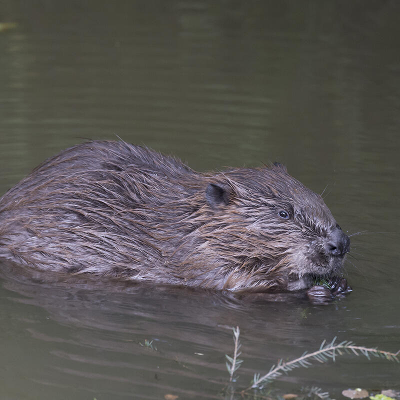 Bever close up 