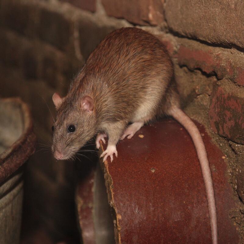 Bruine Rat - dier, levend - Maaike Plomp