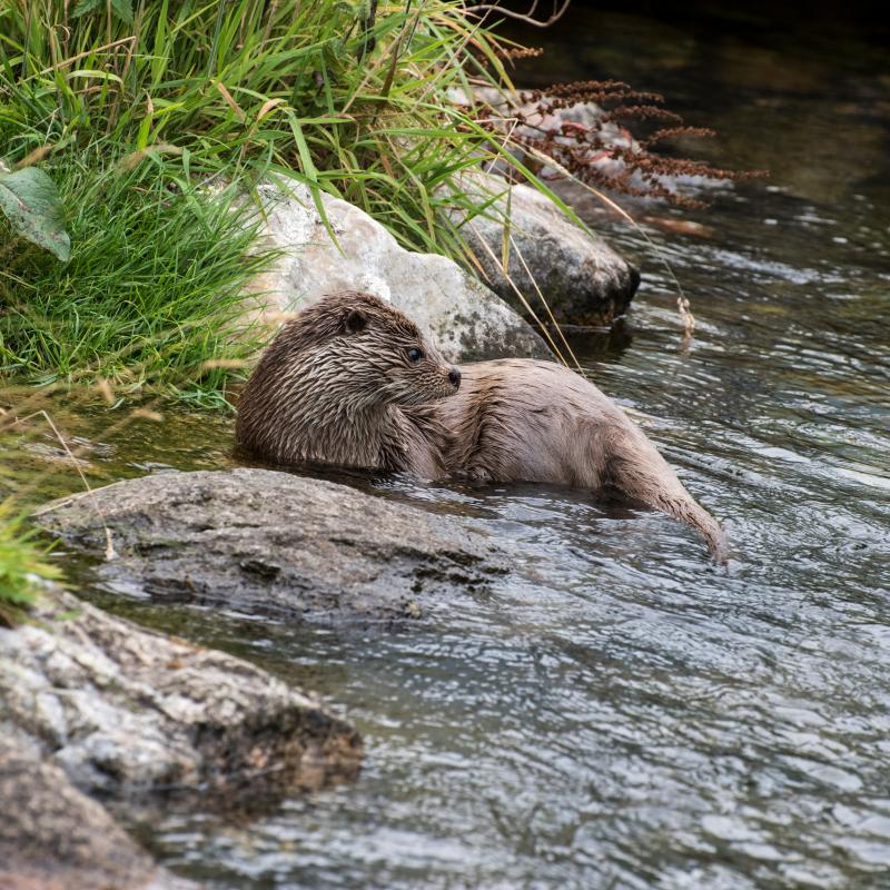Otter aan de oever