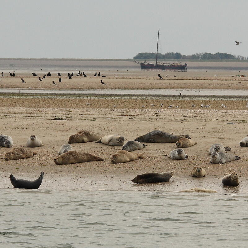 Gewone zeehond