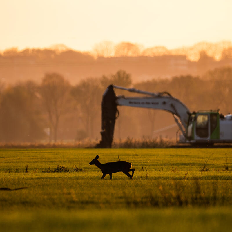 Ree in cultuurlandschap 1