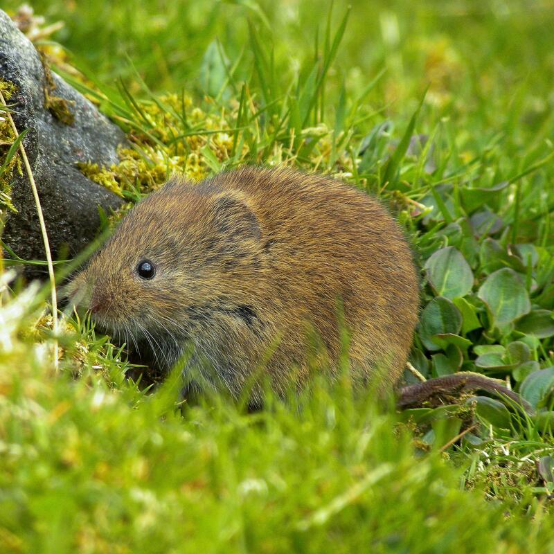 aardmuis_bas-dielen