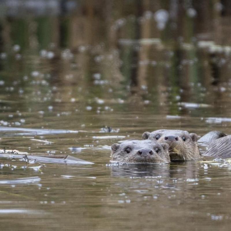 Otters in de Wieden