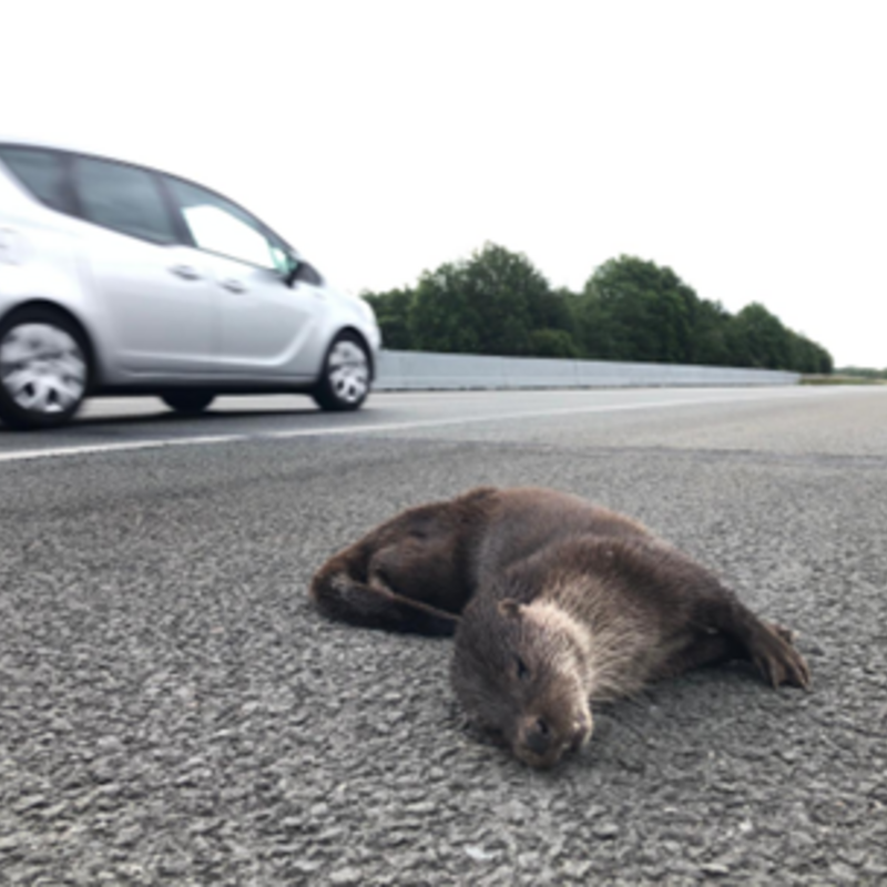 Aangereden otter
