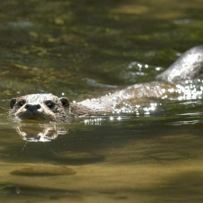 Otter 