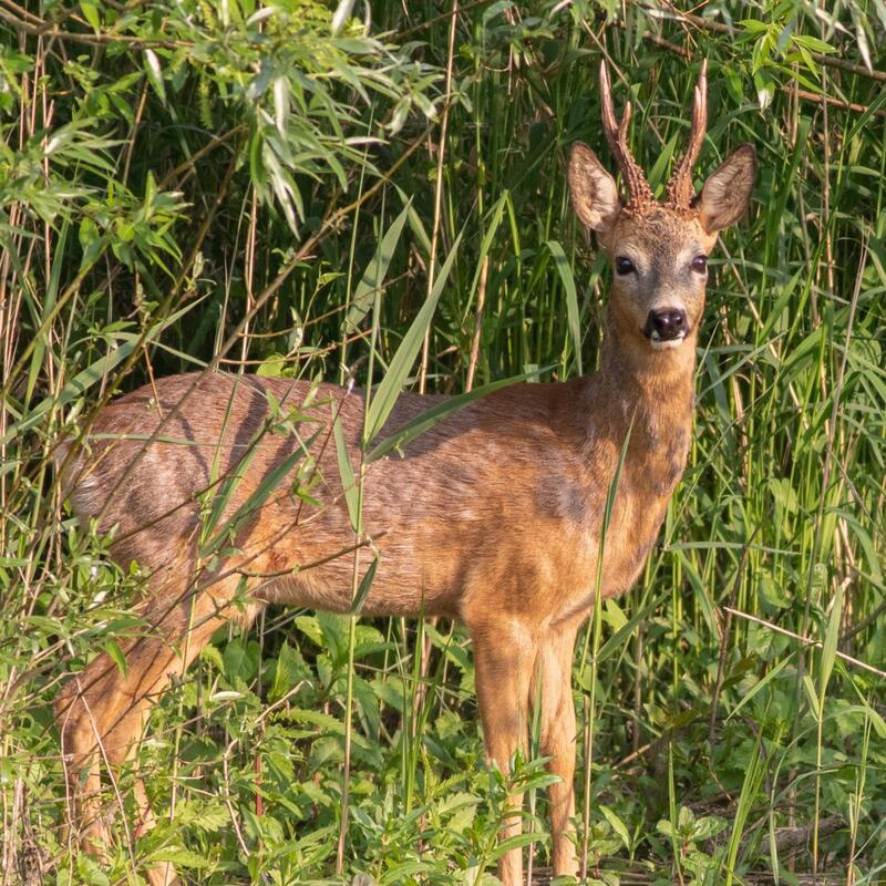 Ree in riet