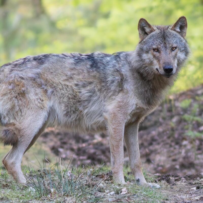 wolf ingezoomd