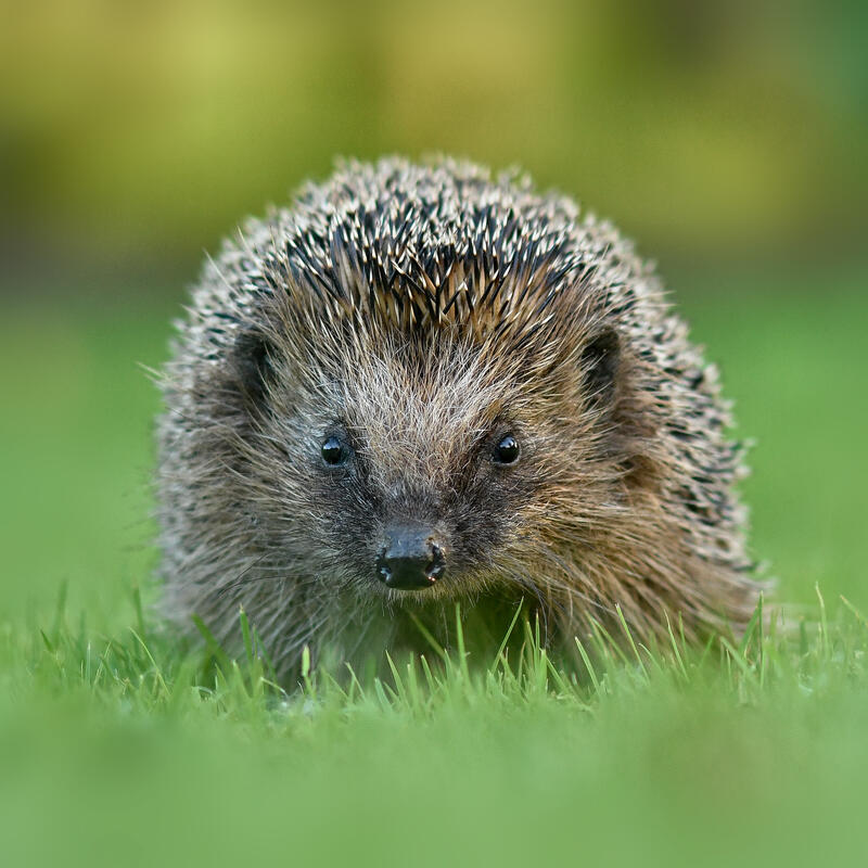 Egel