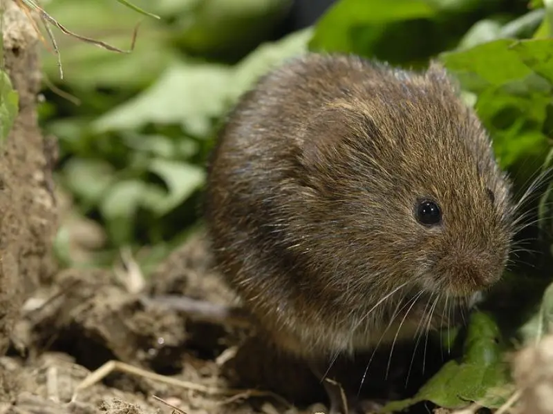 Aardmuis