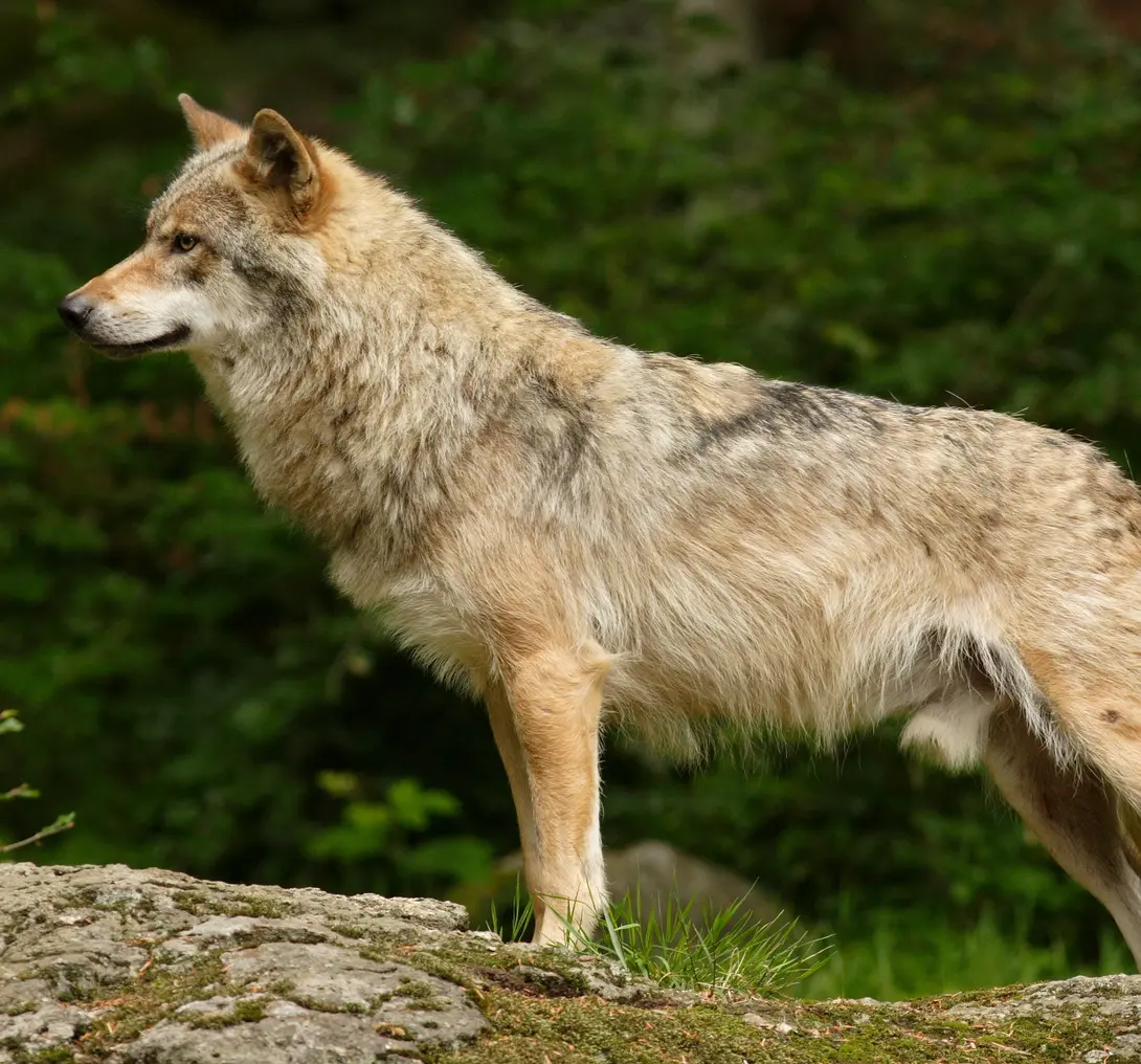 Wolf_AaldrikPot