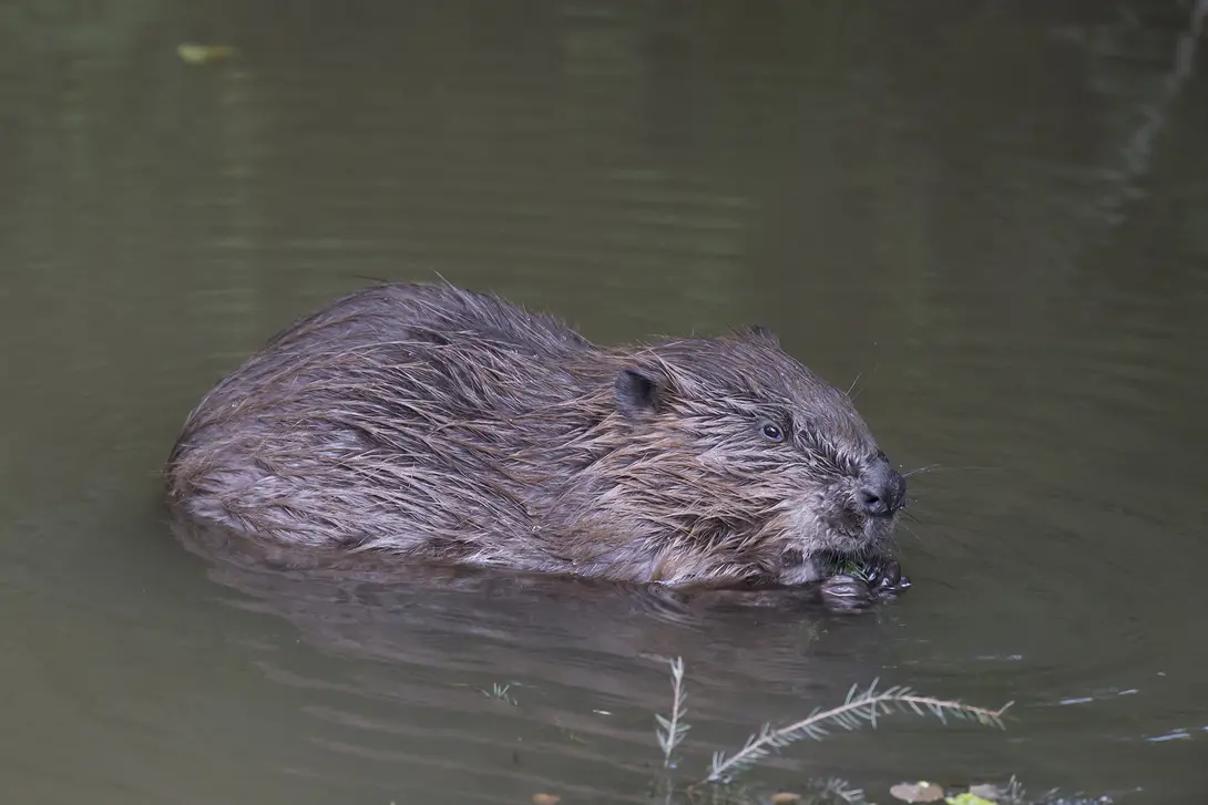 Bever close up 
