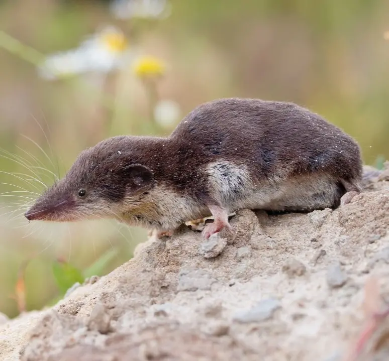 Veldspitsmuis, Saxifraga-Rudmer Zwerver