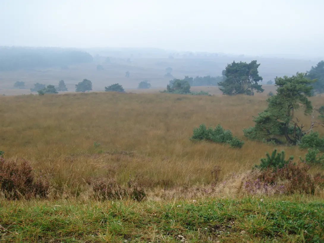Open boslandschap