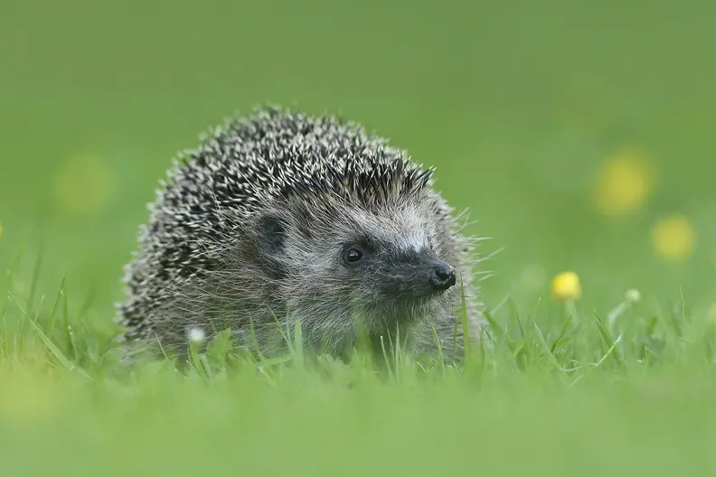 Egel in gras