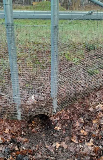 Faunafail: een verstopte tunnel