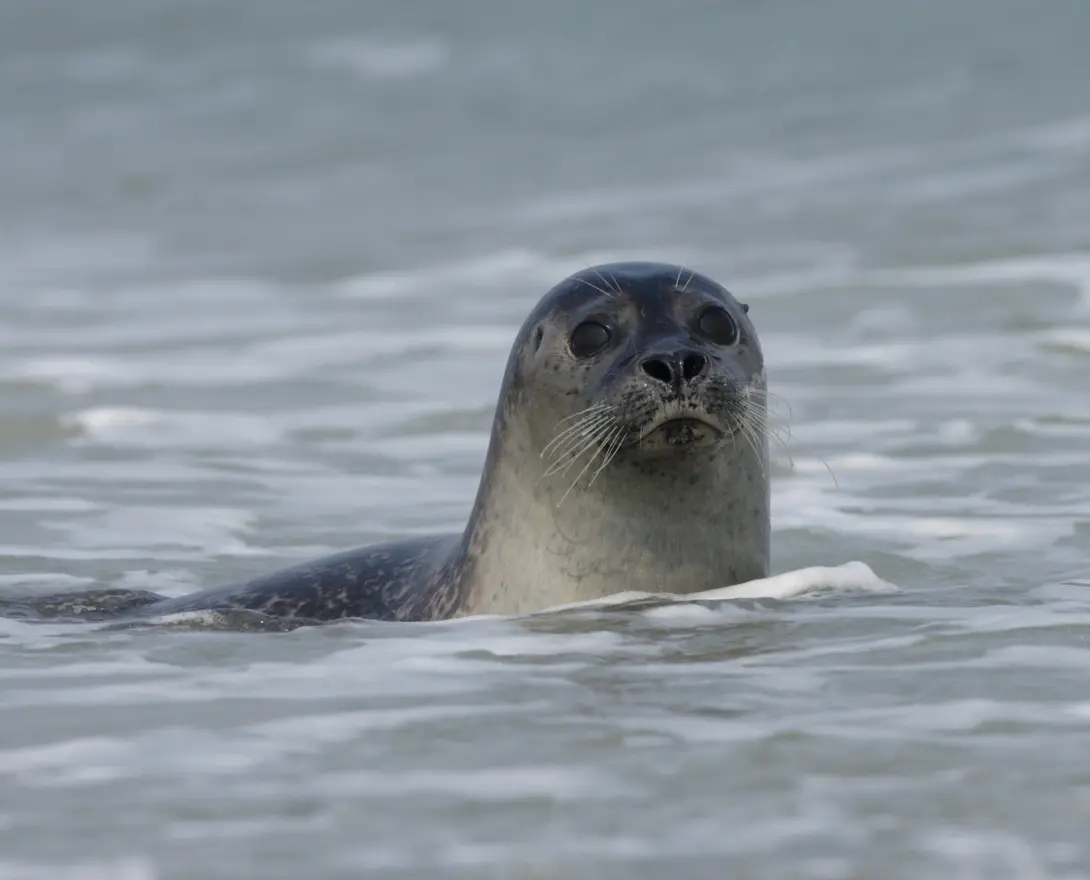 Gewone zeehond - Aaldrik Pot