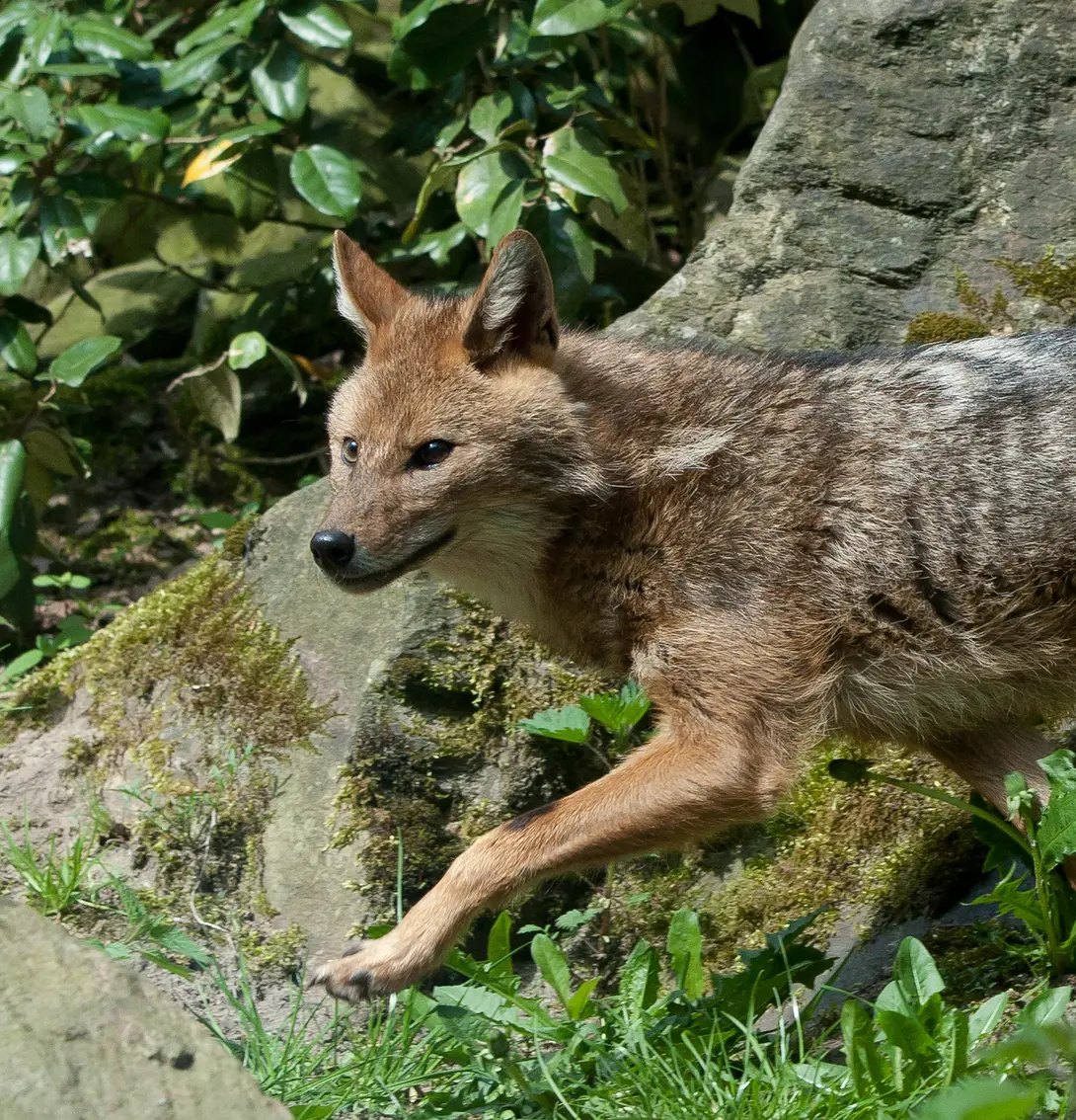 Goudjakhals - Burgers zoo