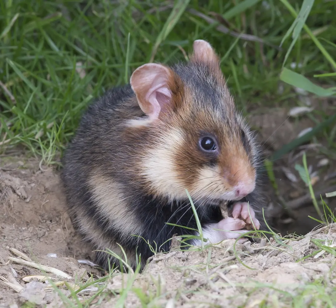 Hamster - dier, levend - Henk van Harskamp