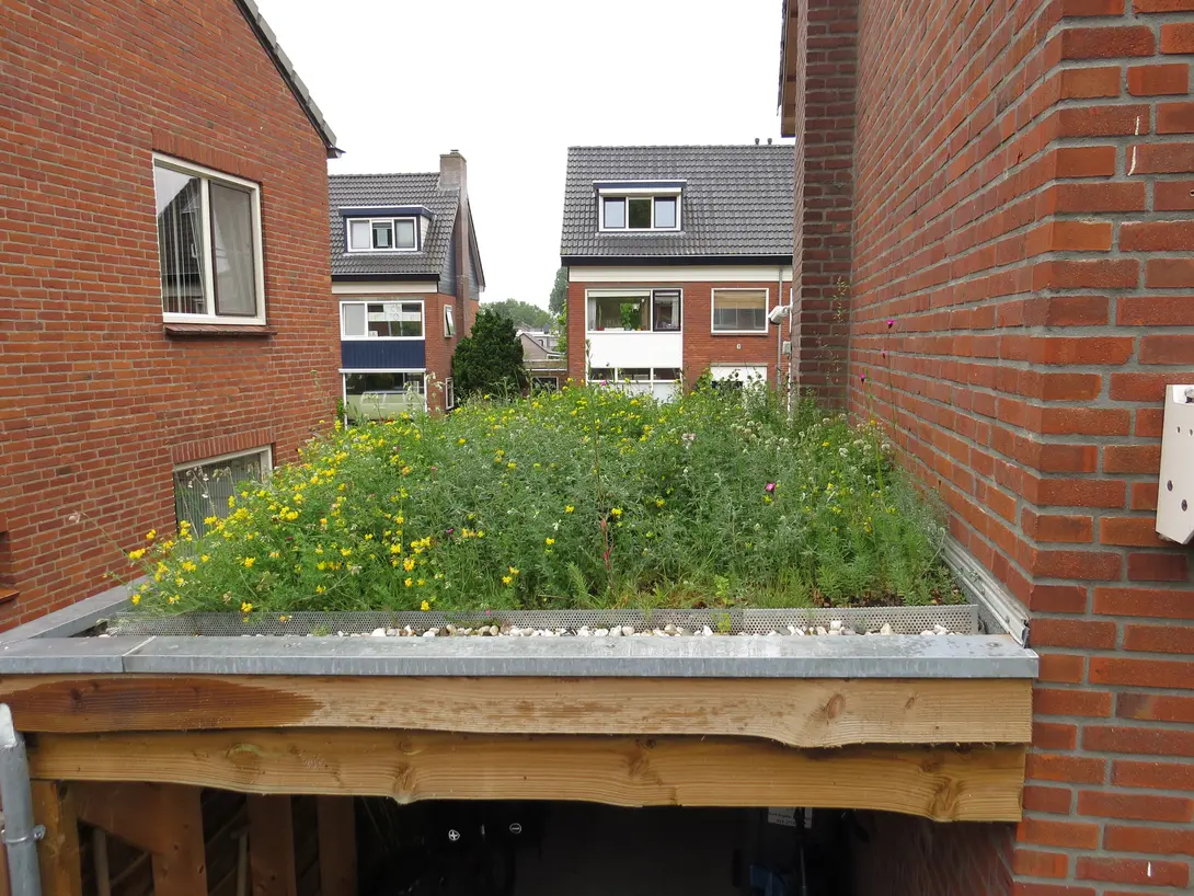 Groen Dak