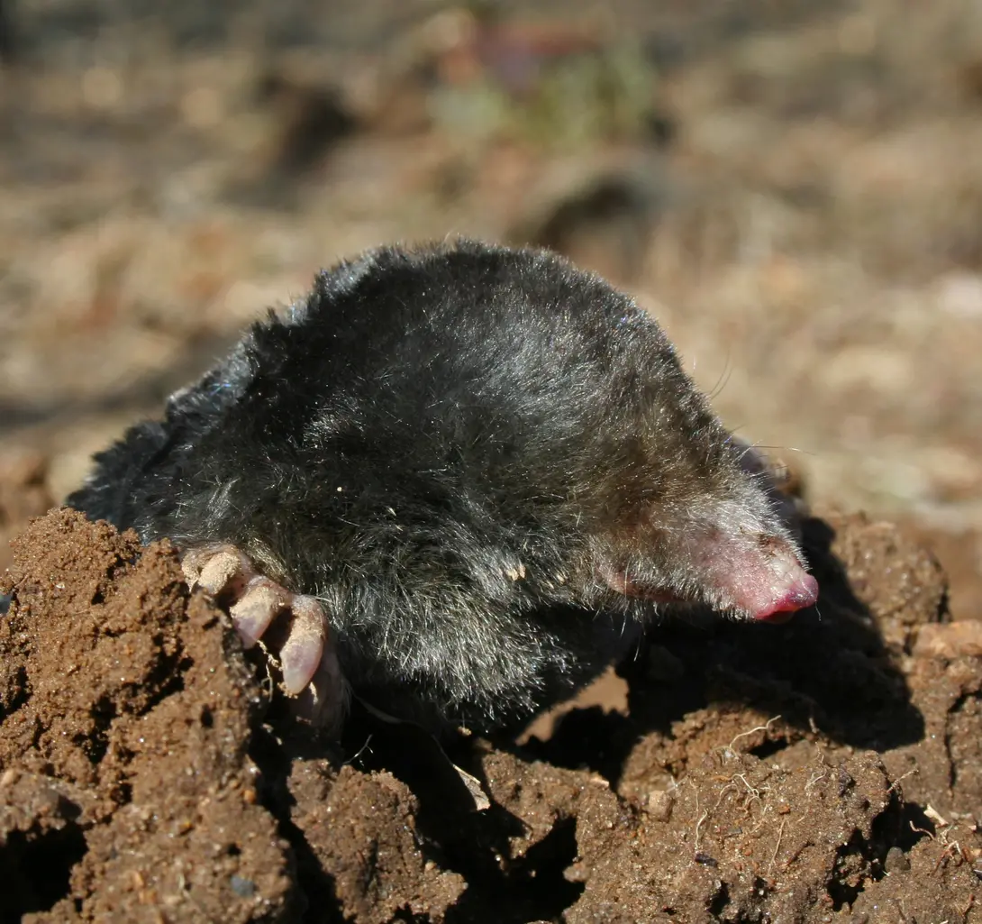 Mol - Jeroen Willemsen