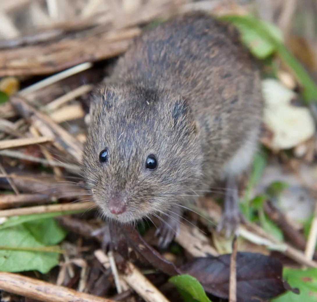 Noordse woelmuis - dier, levend - Richard Witte