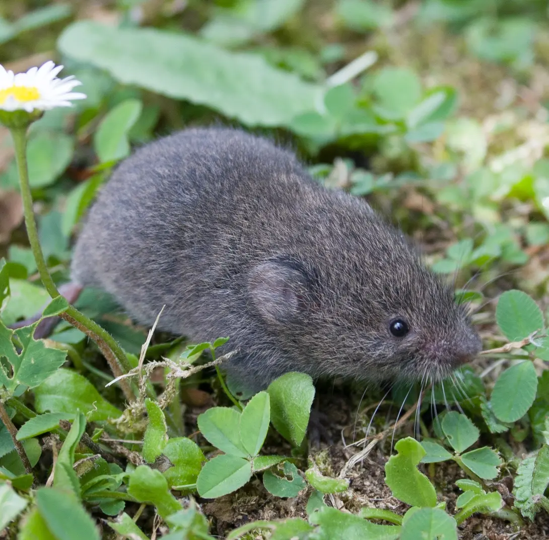 Ondergrondse woelmuis - Wesley Overman