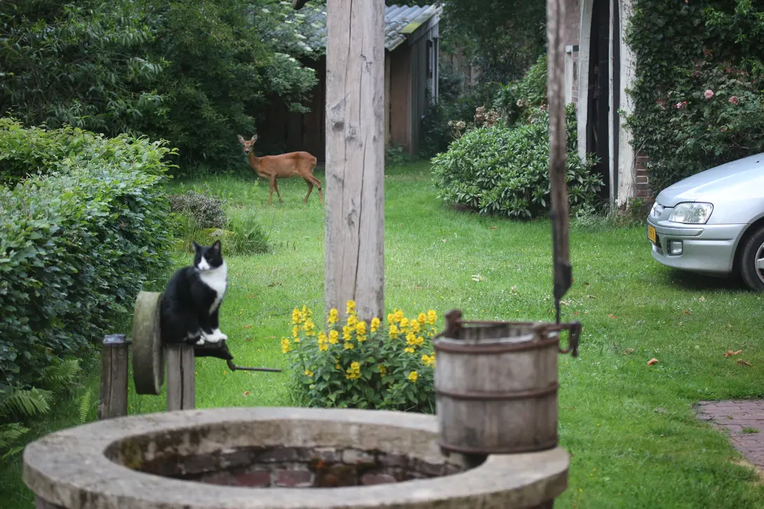 Ree in de tuin