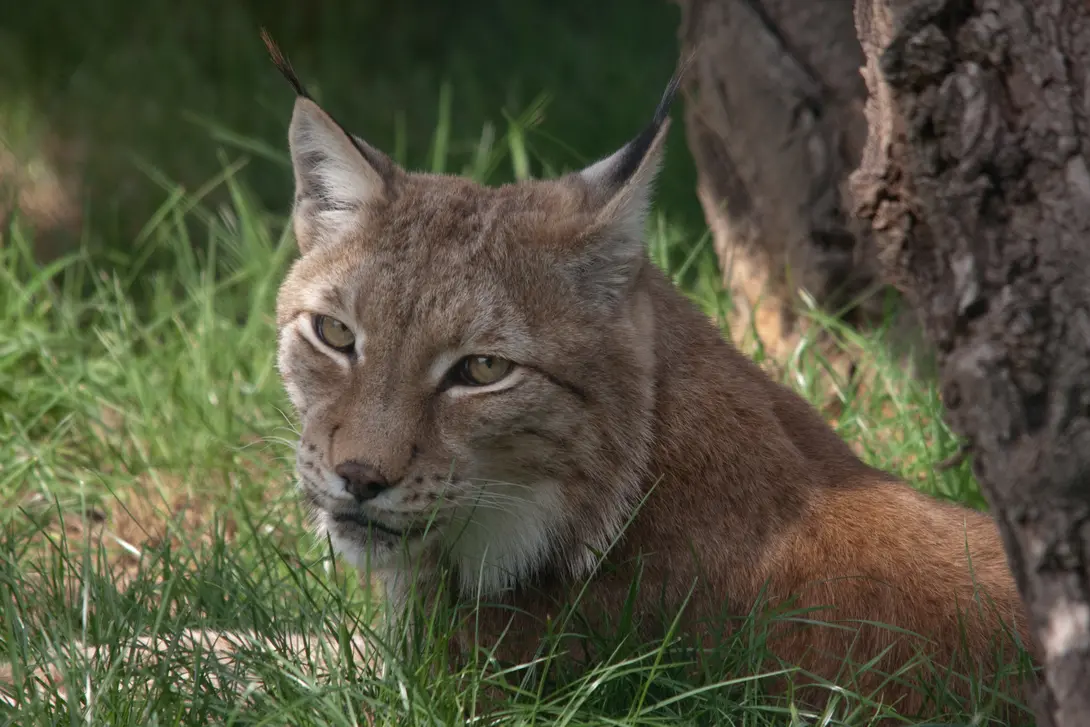 lynx-Richard Witte