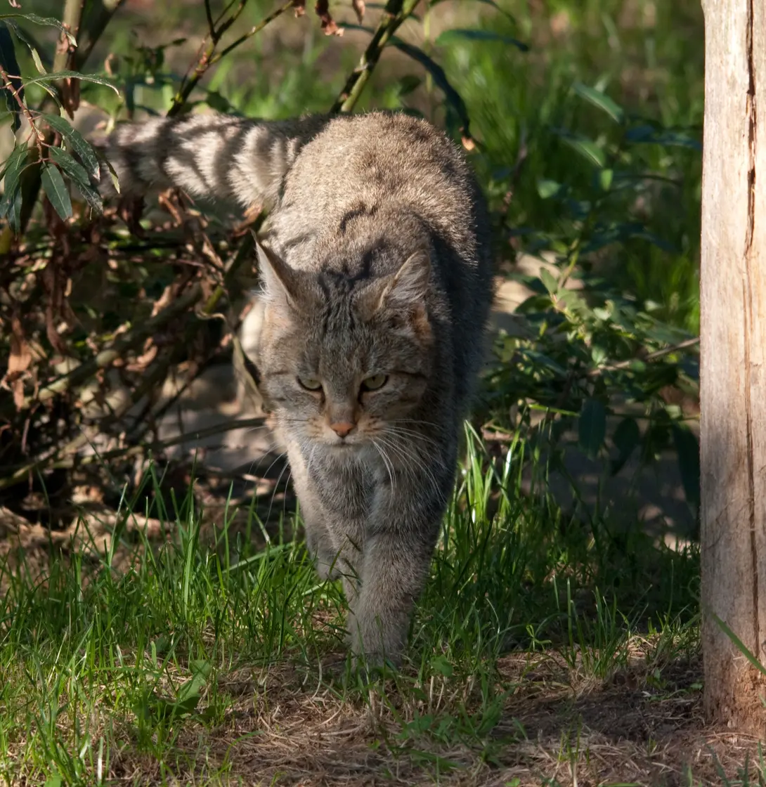 Wilde kat-Richard Witte