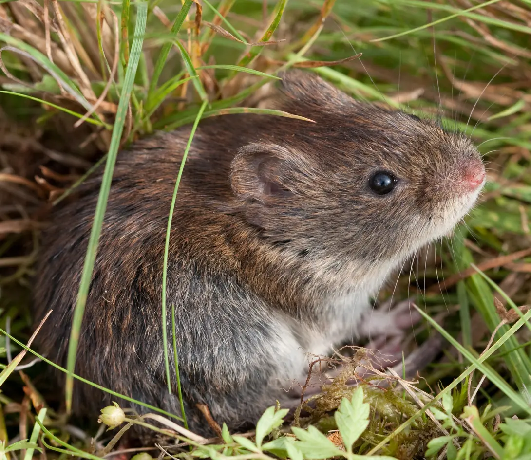 Rosse woelmuis - dier, levend - Richard Witte