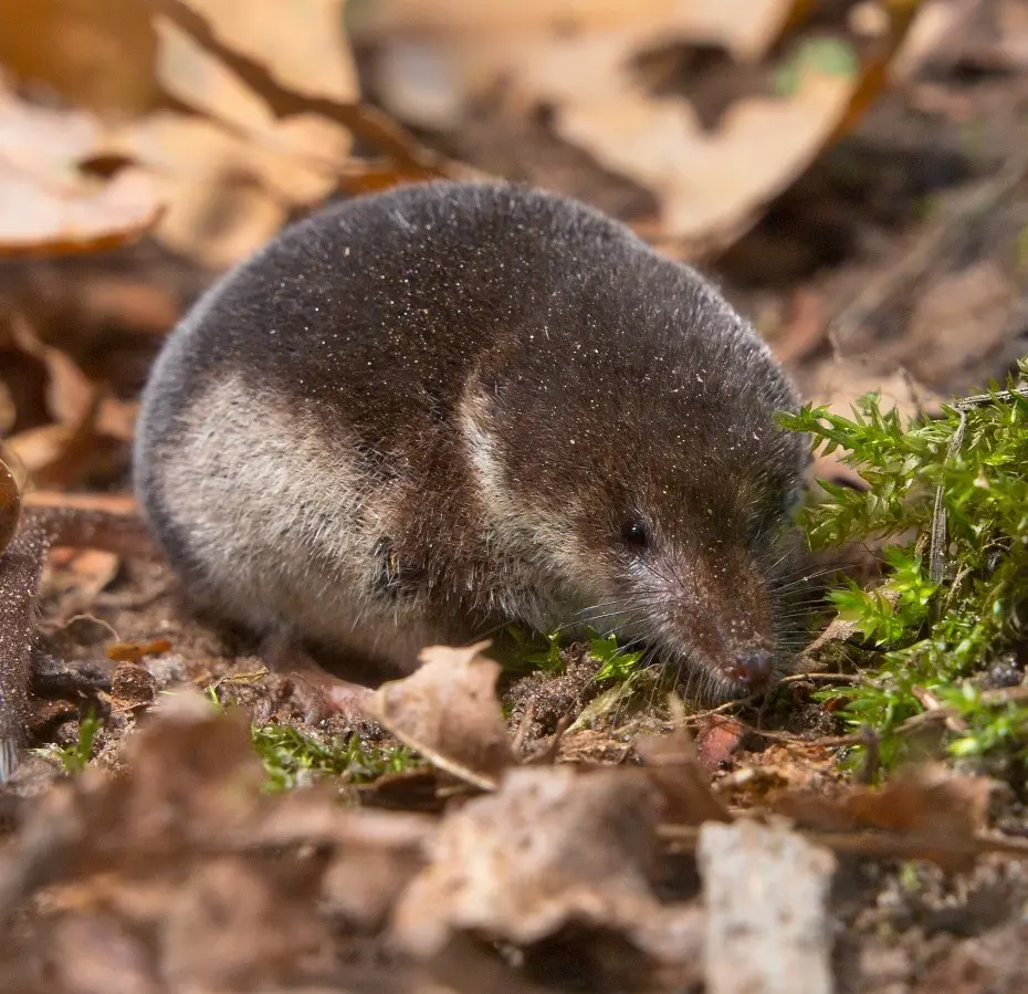 Tweekleurige bosspitsmuis, Saxifraga-Rudmer Zwerver