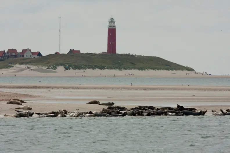 Zeehonden op strand bij vuurtoren