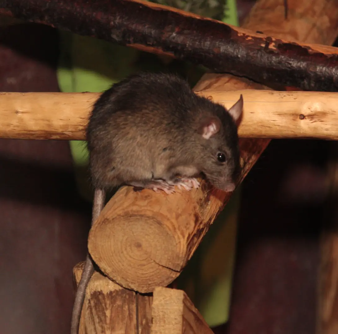 Zwarte rat - dier, levend - Maaike Plomp