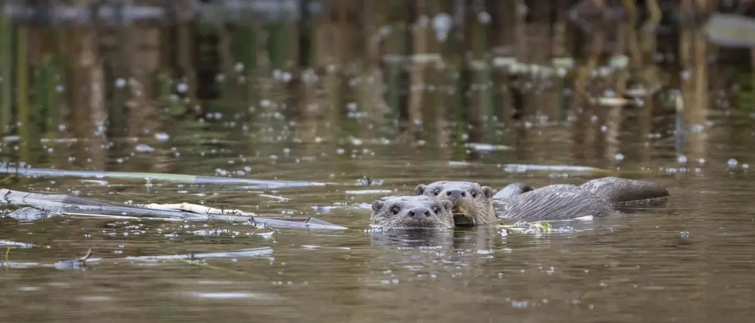 Otters in de Wieden
