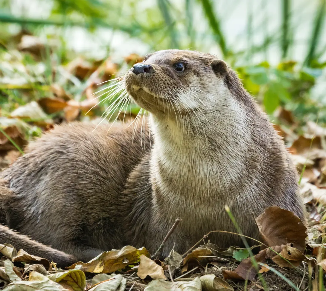 otter_fokko-erhart