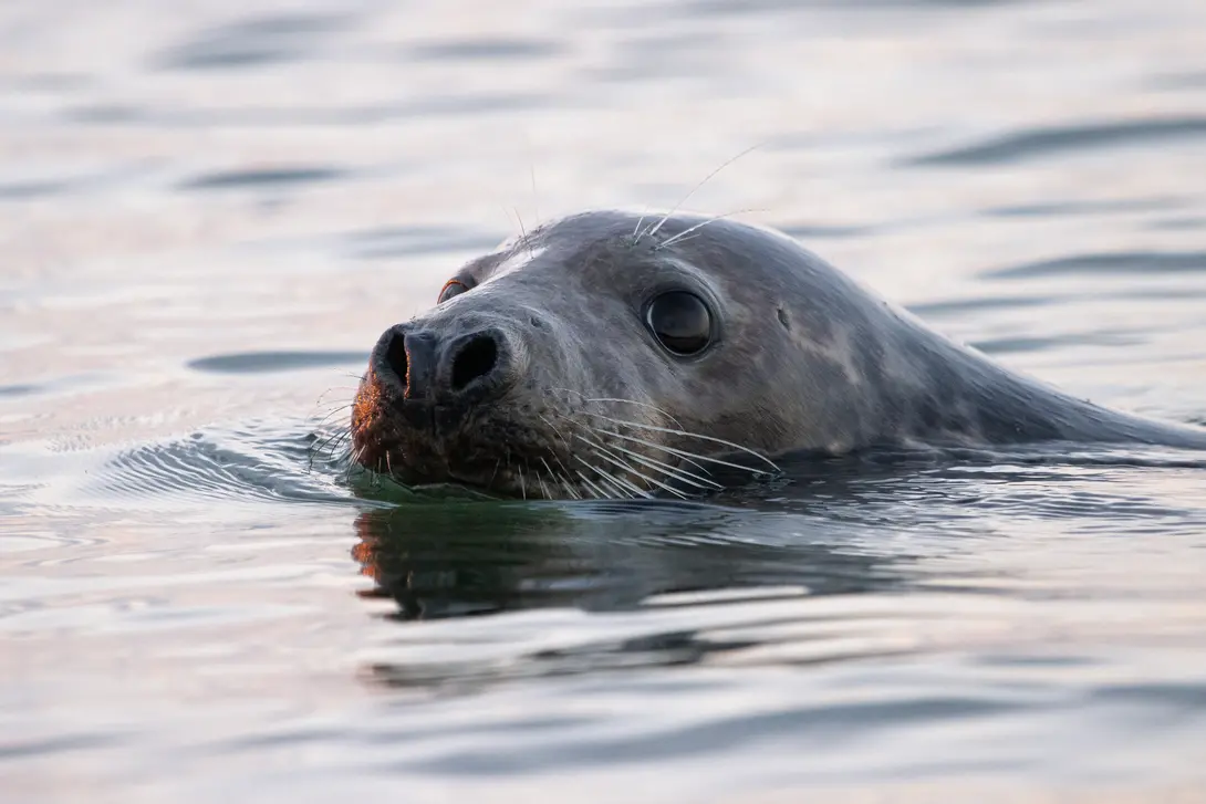 Grijze zeehond zwemmend